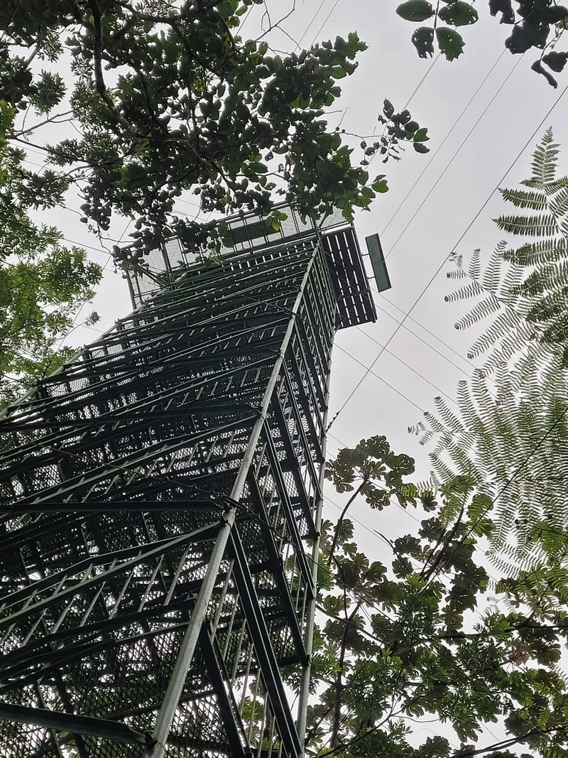 A tall steel tower seen from below, with cables running off it and tree ferns beside it against a white sky.