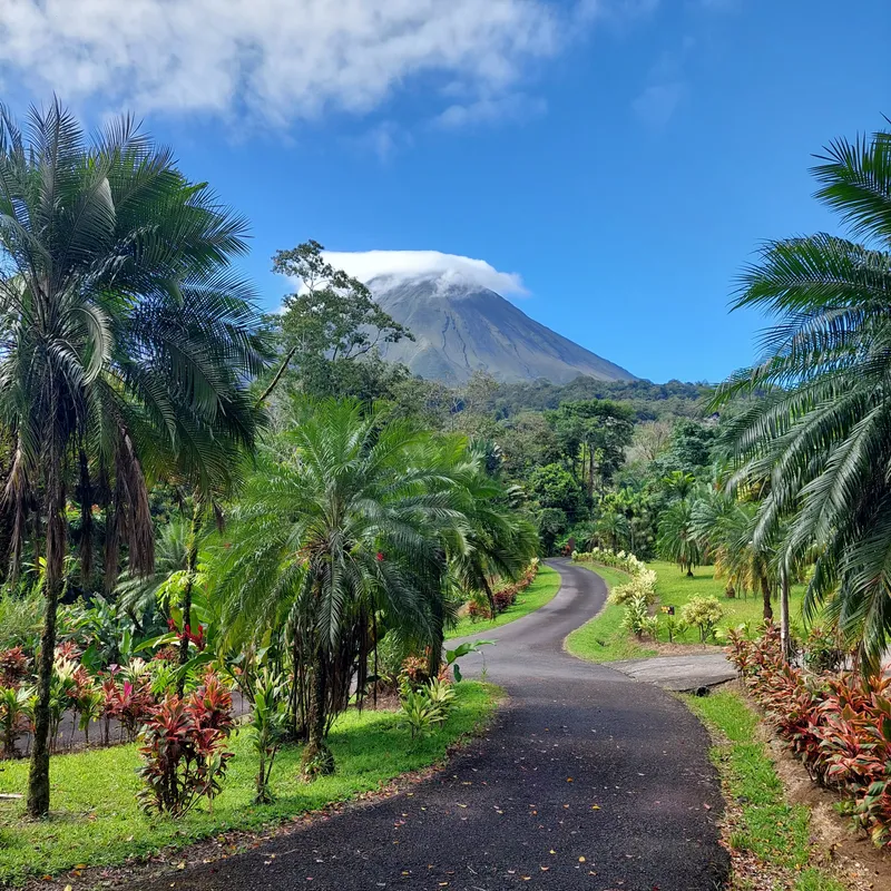 A paved path curves between palms and flower beds, with a conical volcano ahead under a blue sky.