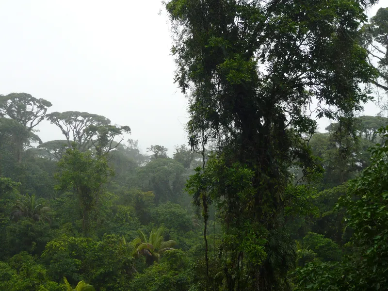 Rainforest on a steep slope, half hidden by cloud.