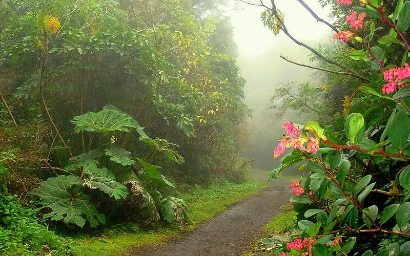 A dirt path in the fog, with red flowers and broad leaves along the edge.