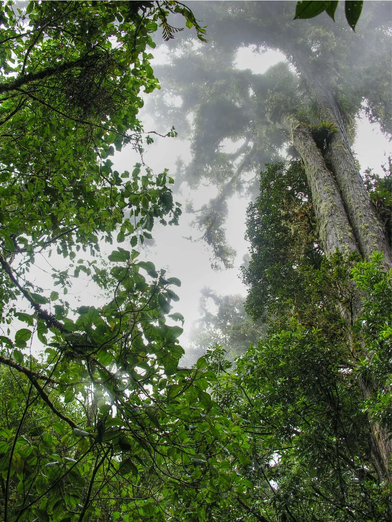 Mist moves through the crowns of tall cloud forest trees.