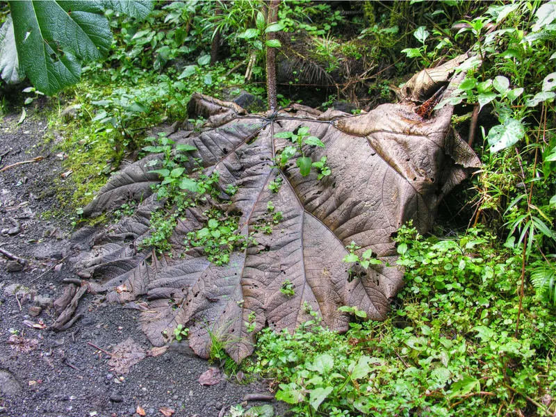 Mossy trunks rise into low cloud, ferns growing along the bark.