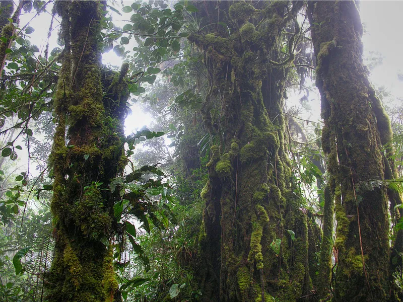 A narrow trail of wet leaves runs between two mossy trees.