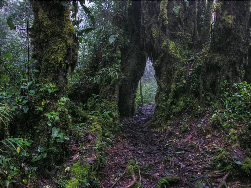 Dark forest closes over a wet path in the highlands.