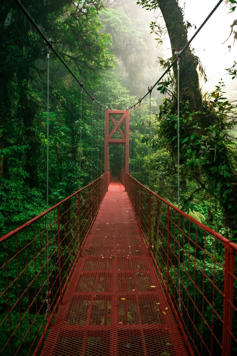 A red steel suspension bridge runs straight into the forest.