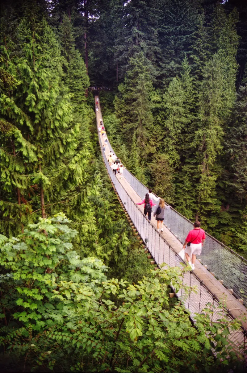 People walk a long hanging bridge above the treetops.