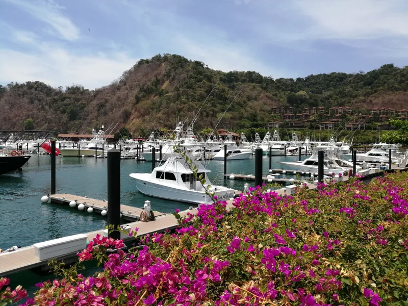 Sport fishing boats along the docks of a marina, bougainvillea in flower in front.