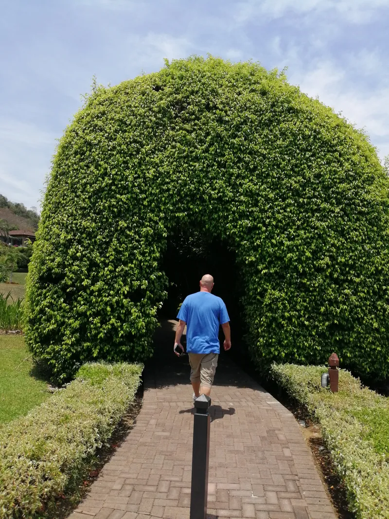 A man walks a brick path under an arch cut into a tall hedge.