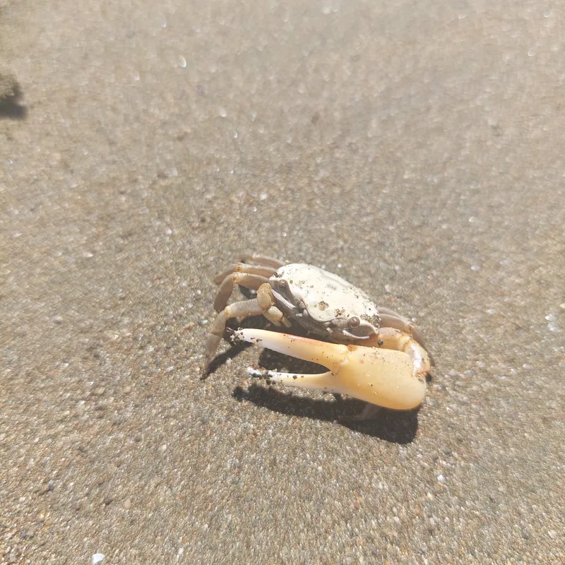 A small pale crab with one large claw rests on wet sand.