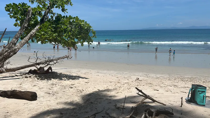 Pale sand and turquoise water framed by the branches of a beach almond tree, swimmers far off.