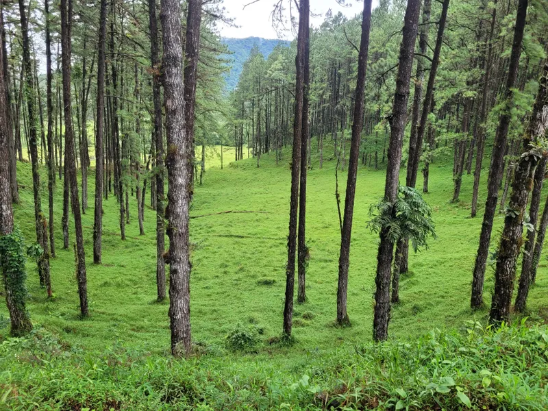 Thin pine trunks spread over bright green pasture, with a forested ridge in the background.