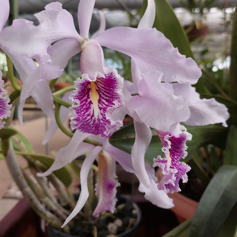 Close view of pale purple orchids with deep magenta lips.