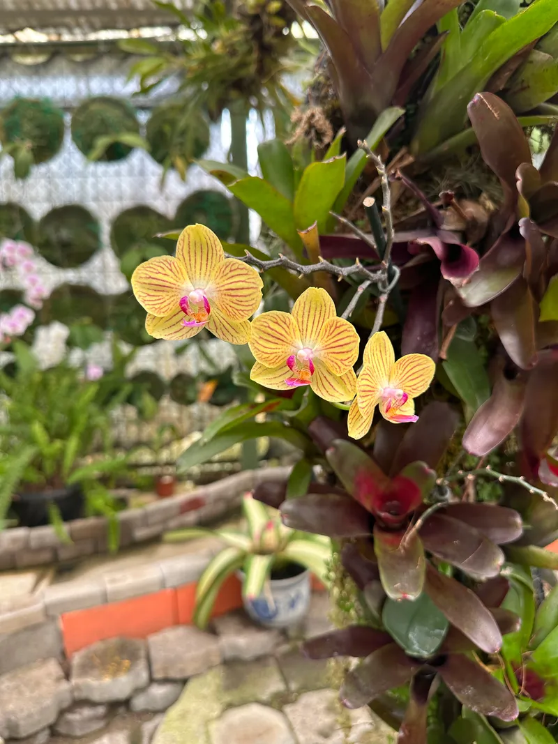 Yellow orchids marked with red, in front of a lattice wall lined with small potted plants.