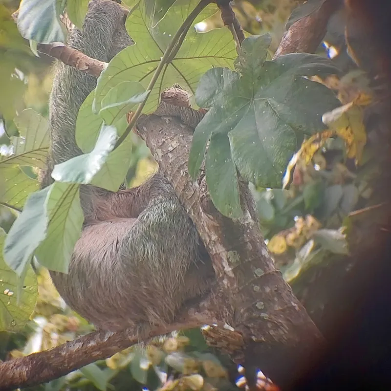 A sloth curled up on a branch, half hidden by broad leaves.