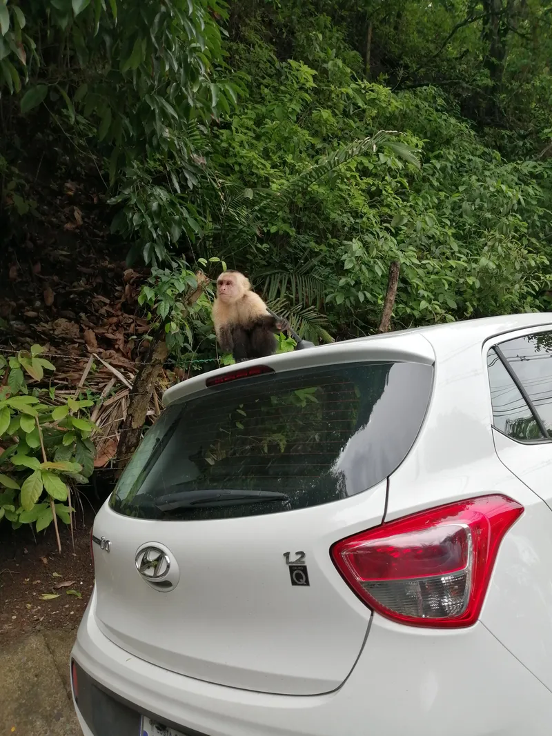 A white faced monkey sits in the vegetation right behind a parked white car.