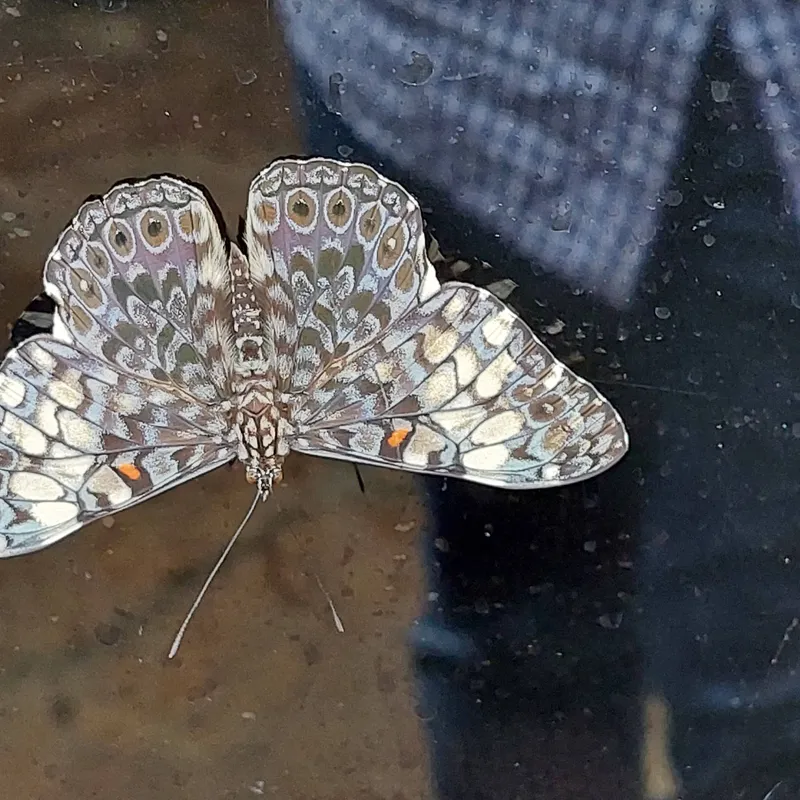 A butterfly with mottled grey and cream wings rests flat against a dark surface.