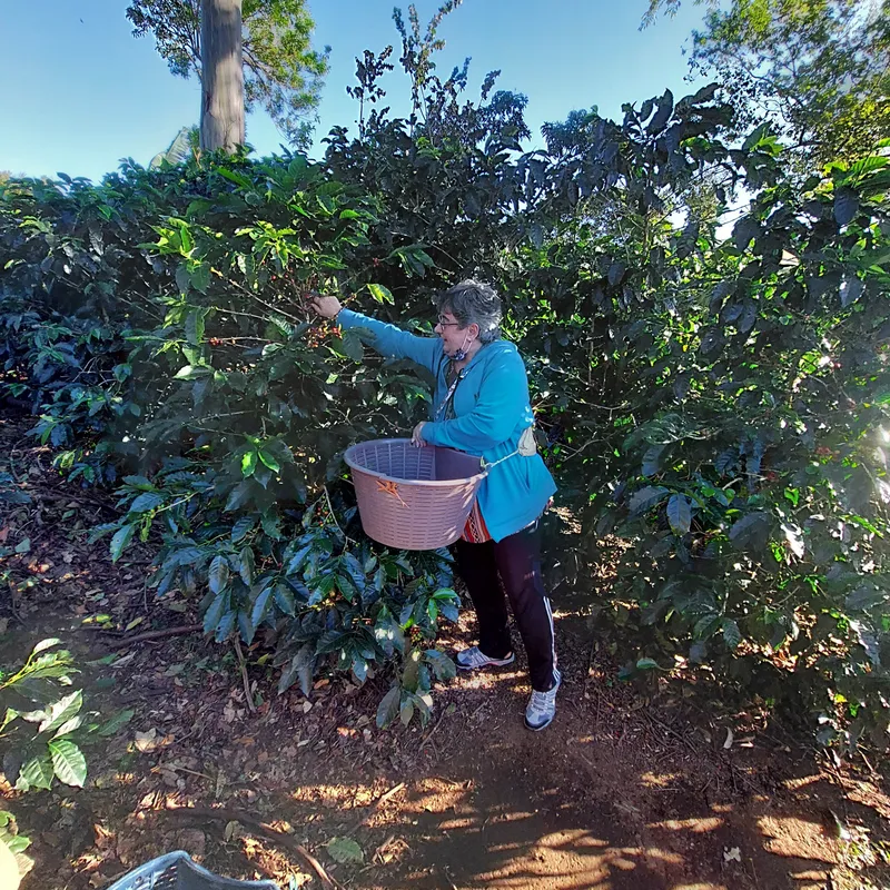 A picker with a basket at the waist reaches into a row of coffee bushes on a sunny slope.