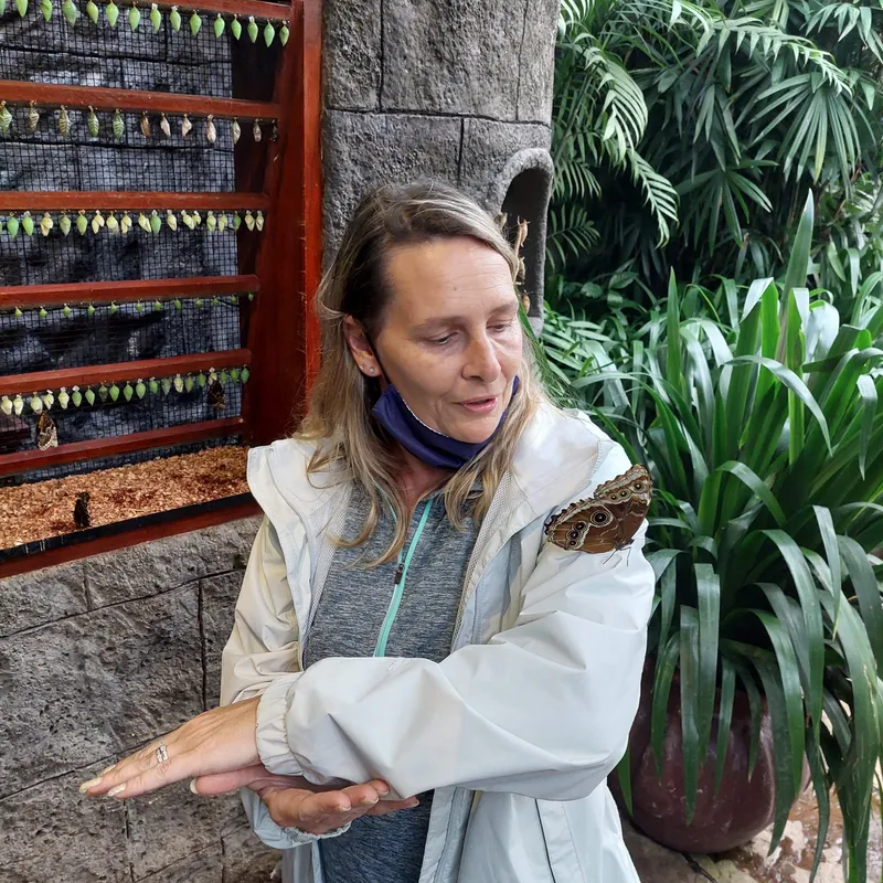 A woman holds out her arm with a butterfly on it, beside racks of hanging chrysalises.