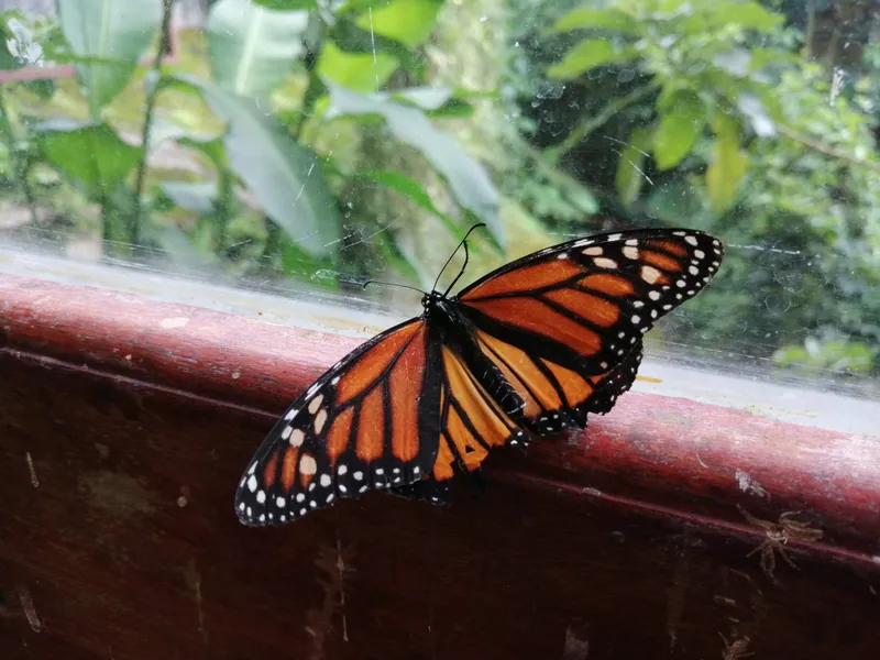 A monarch butterfly rests with wings open on a red wooden railing.