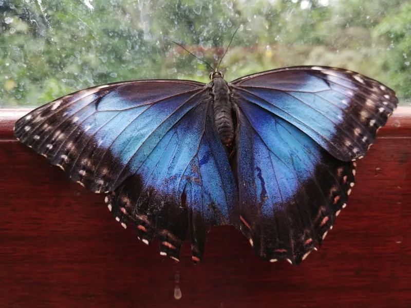 A blue morpho butterfly rests with wings spread on a dark red surface.