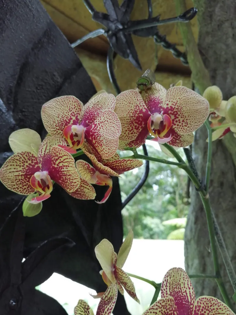 Cream orchids speckled in deep pink, open on a thin stem.