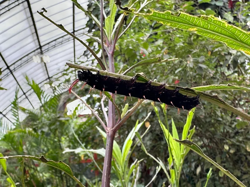 A large dark caterpillar with spiny tufts stretches along a thin stem.