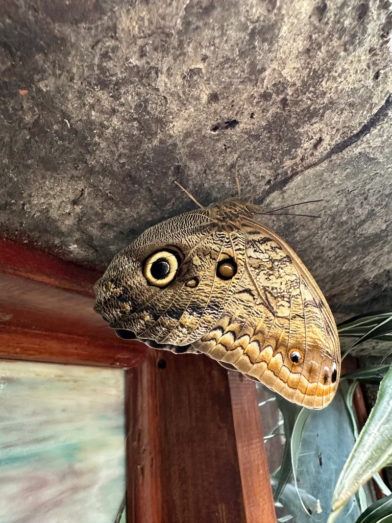 An owl butterfly rests head down on stone, the eyespot on its wing clearly visible.