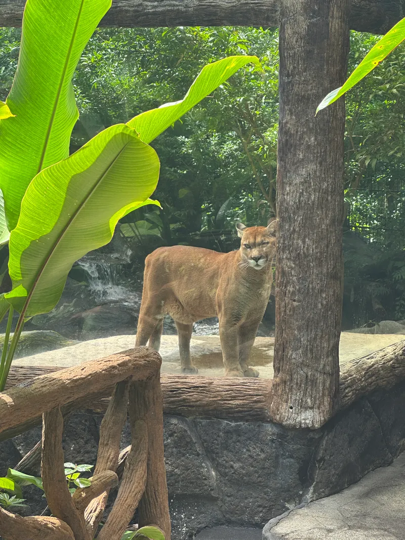 A puma stands on a log inside an enclosure, seen through glass.