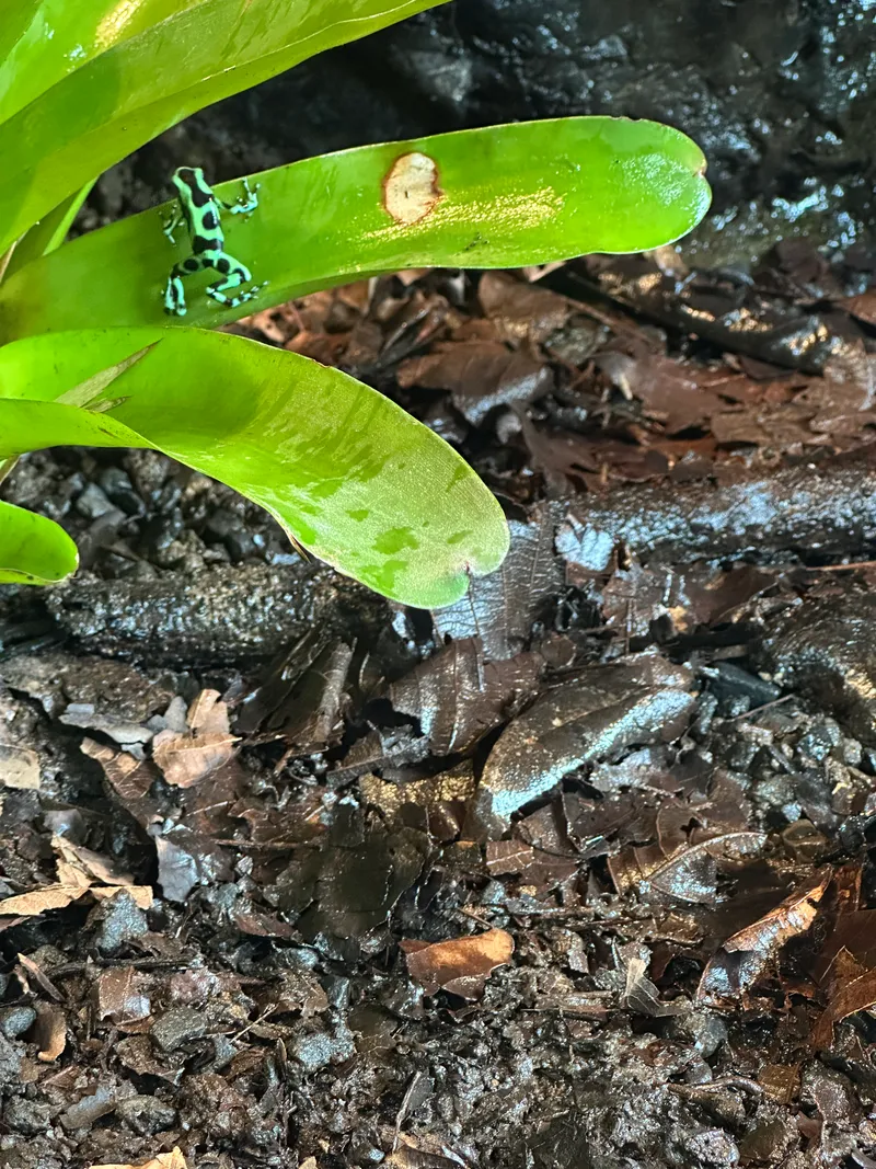 A green and black poison dart frog sits on a leaf above wet dark rocks.