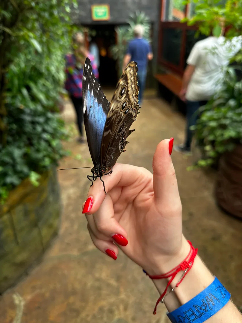 A blue morpho butterfly perches on a hand with red nails along a garden path.