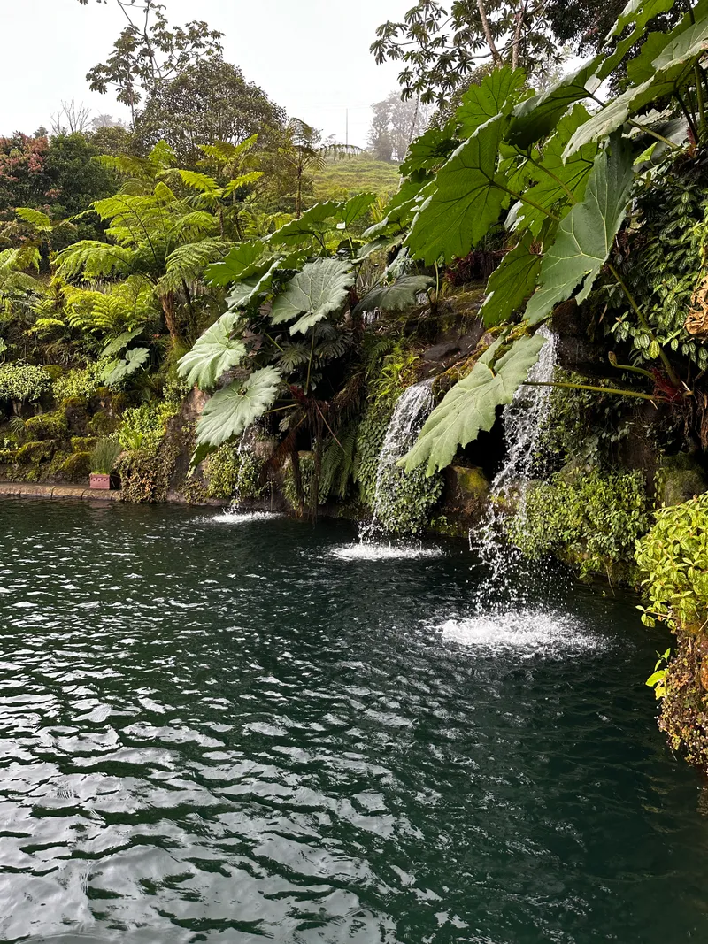 A waterfall spills into a dark green pool ringed by tree ferns and broad leaves.