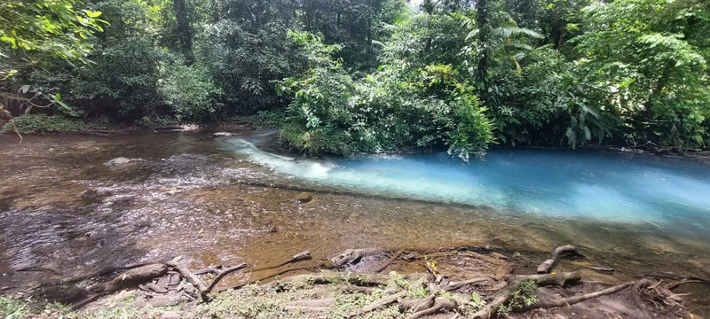 A river running pale blue between forested banks, with gravel and fallen branches in front.