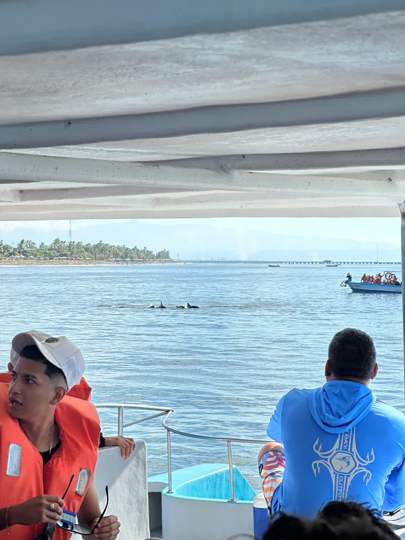 Seen from under a boat canopy, two passengers watch dolphins surface on calm water, with another boat and the coast behind.