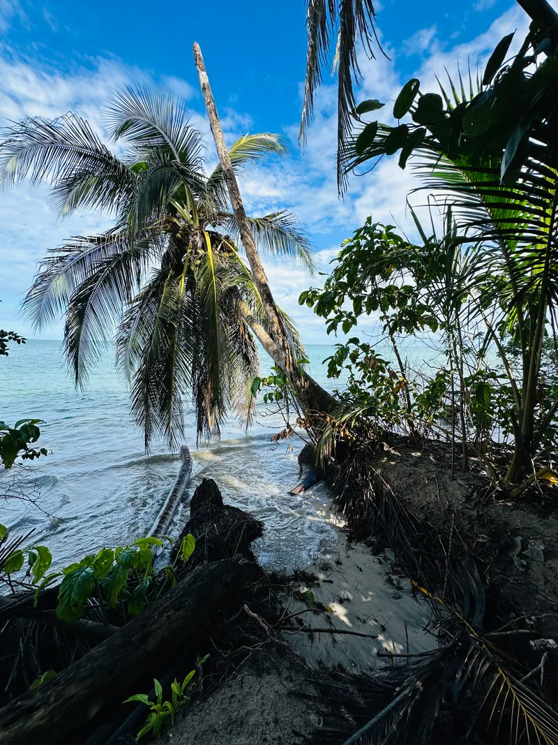 Palms lean out over the water at the edge of a beach, their roots exposed in the sand.