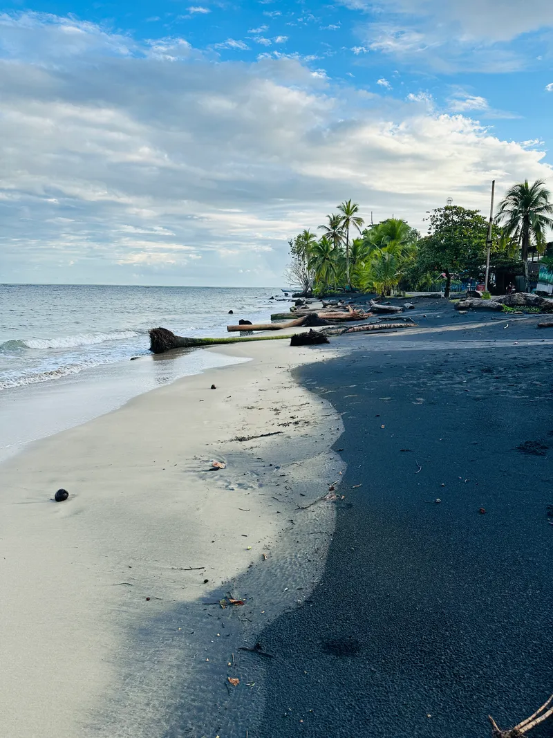 A dark sand beach curves toward a point covered in palms, with bare trunks lying at the waterline.