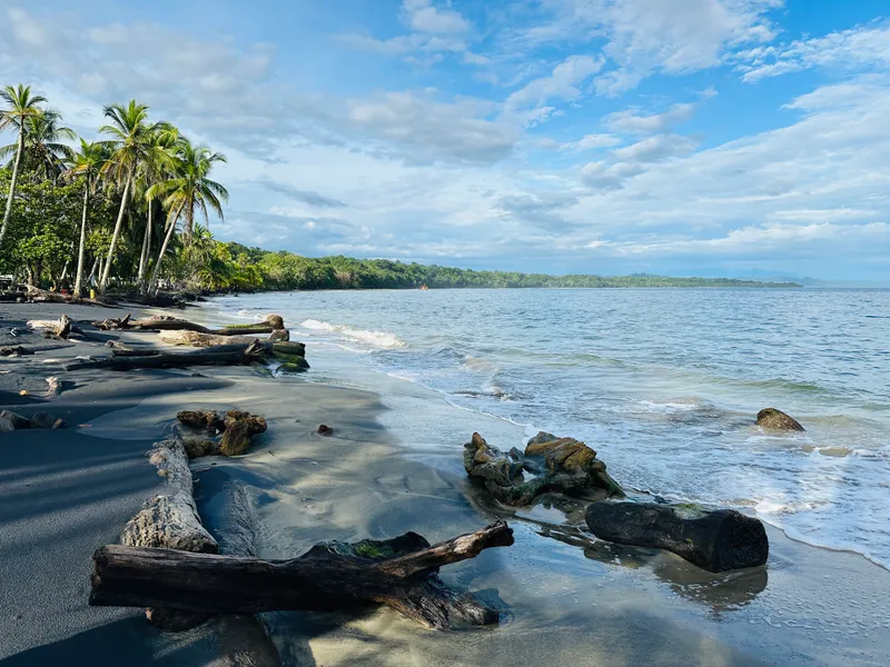 Driftwood trunks and rocks on wet sand, with the sea and a low green shoreline behind.